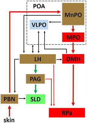 REM Sleep and Endothermy: Potential Sites and Mechanism of a Reciprocal Interference